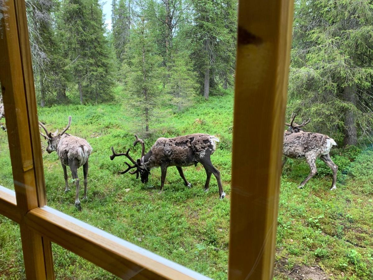 Logwood Chalet Луосто Экстерьер фото