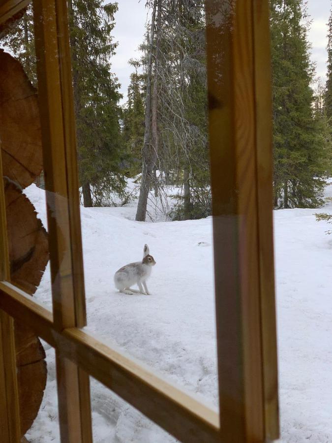 Logwood Chalet Луосто Экстерьер фото